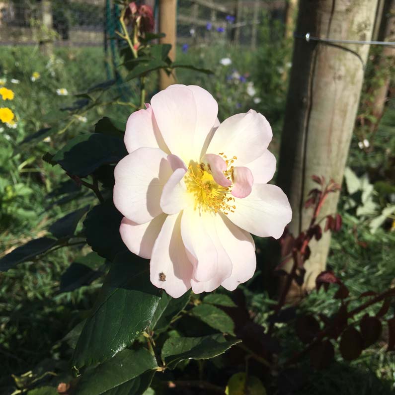New roses planted